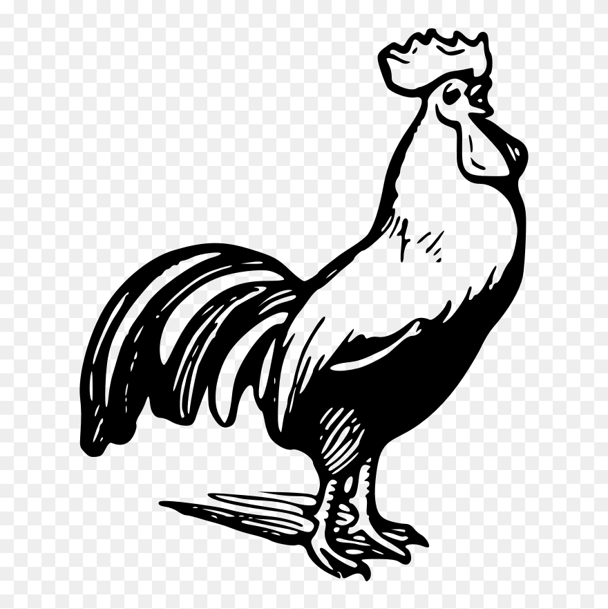 Rooster - Rooster Line Art Clipart