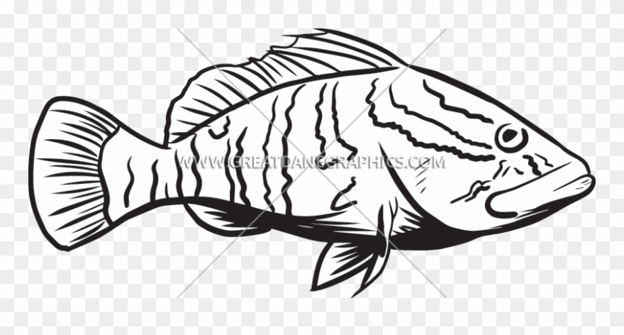 Royalty Free Library Grouper Different Pencil And - Grouper Clip Art - Png Download