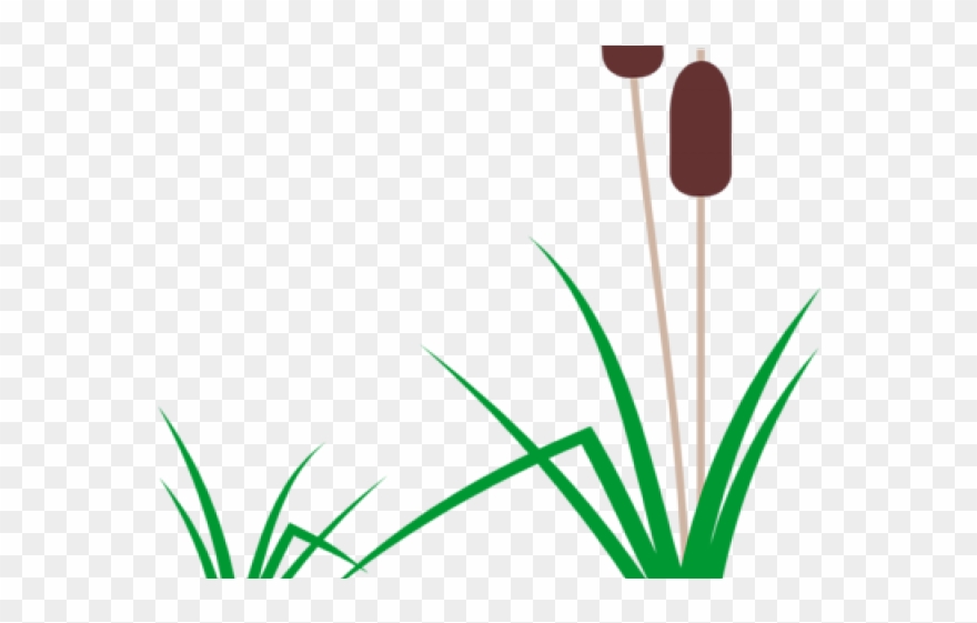 Swamp Clipart Aquarium Plant - Cartoon Cattail - Png Download