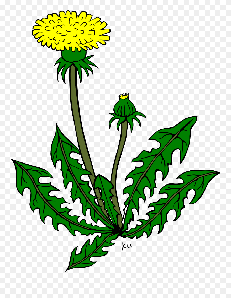 Clip Art Details - Dandelion Clip Art - Png Download