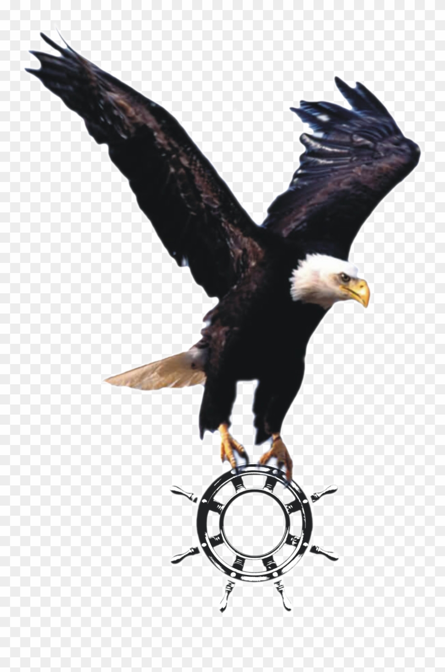 Wallpaper Elang - Flying Eagle Png Clipart