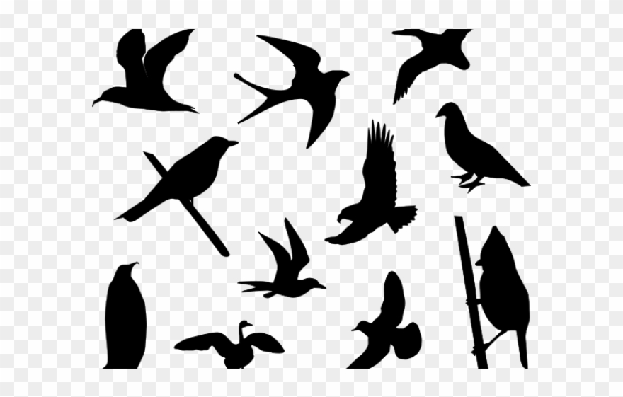 Kiwi Bird Clipart Silhouette - Free Bird Silhouette Vector - Png Download