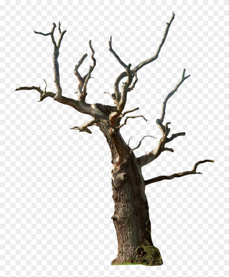 Desert Tree Png - Dry Tree Png Hd Clipart