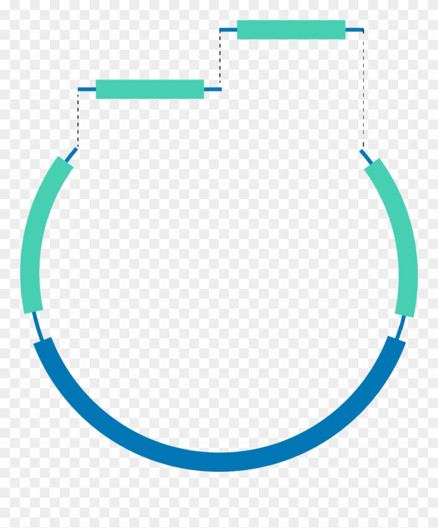 You Can Now Choose Among Multiple Plasmid Templates - Circle Clipart