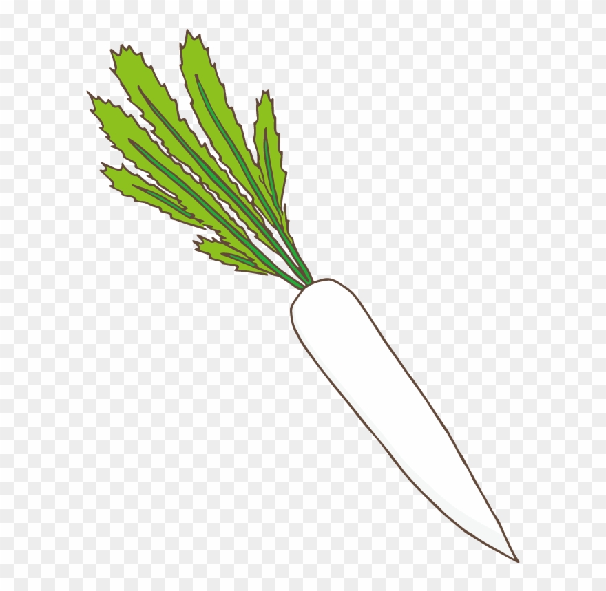Radis Japonais - Carrot Clipart