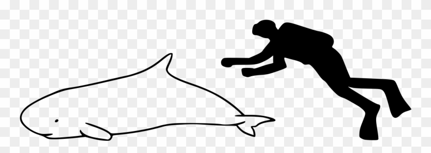 Open - Dwarf Sperm Whale Size Comparison Clipart