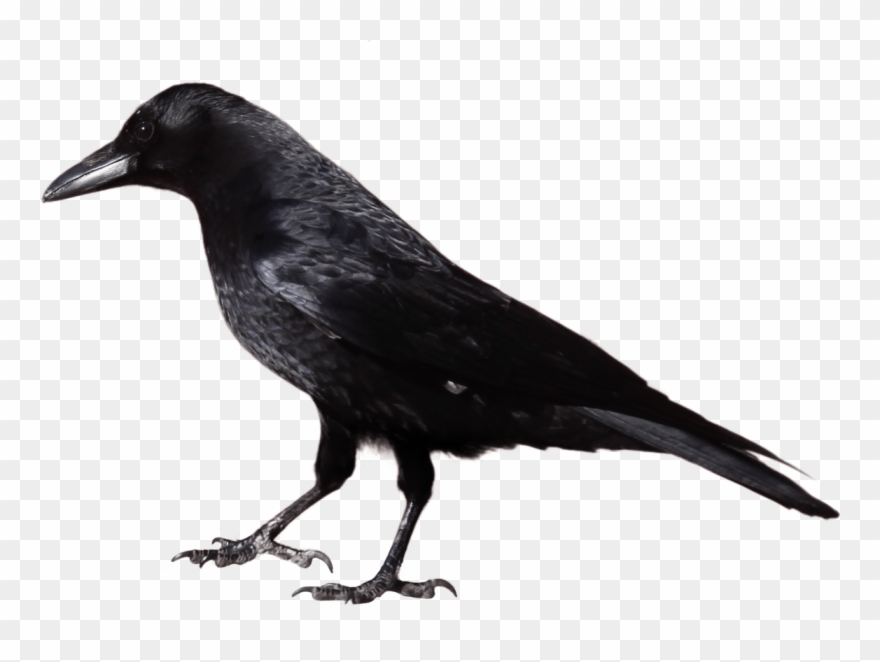 Crow Clipart - Crow Png Transparent Png