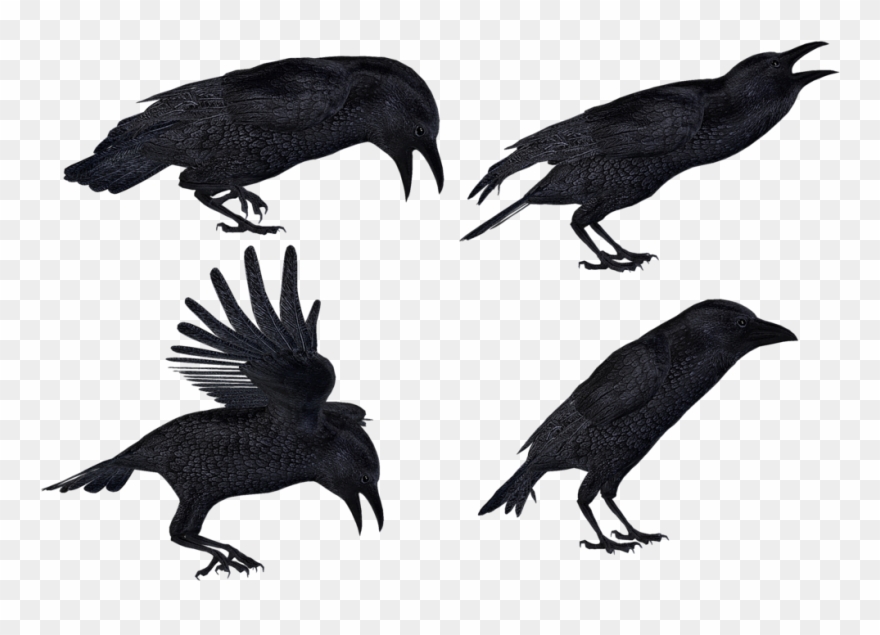 Crows Png Stock By Roys Art Images - Crows Stock Clipart