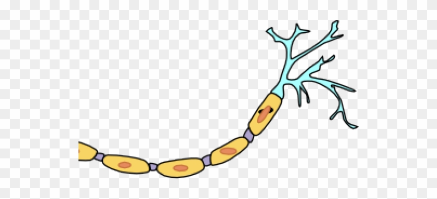 Neuron Clipart Animated - Motor Neuron Not Labeled - Png Download