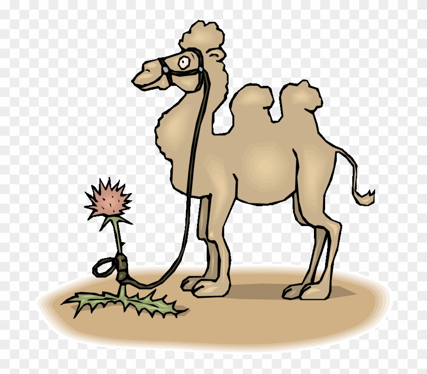 Tied Up Camel - Camel Tied To Flower Mugs - Stainless Steel Travel Clipart