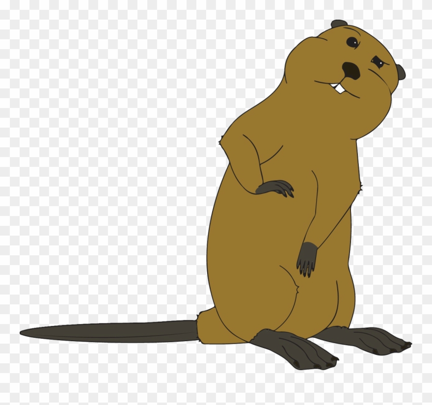 Resident Beaver Had Taken To Damming Up The Culvert - Steller Sea Lion Clipart