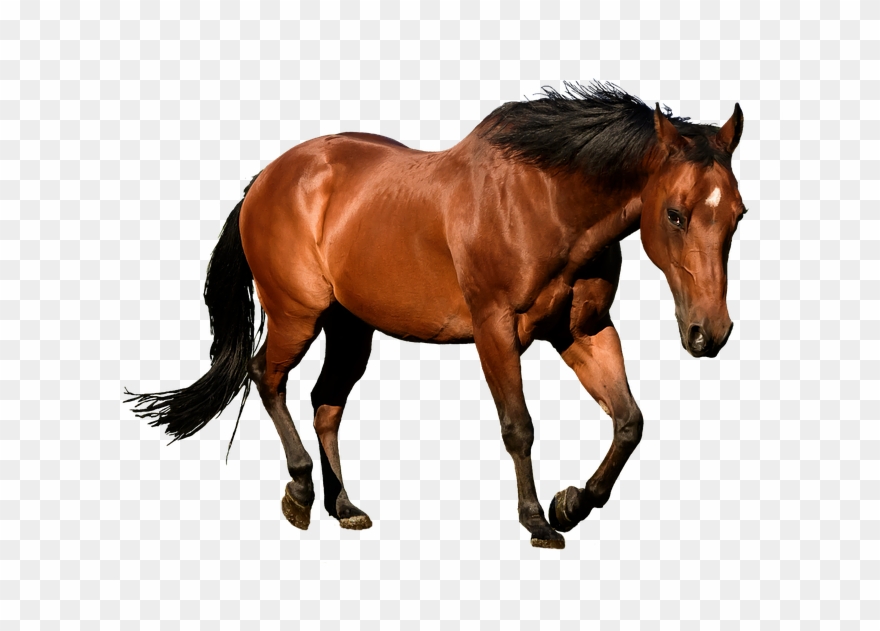 Next - Horses Transparent Clipart