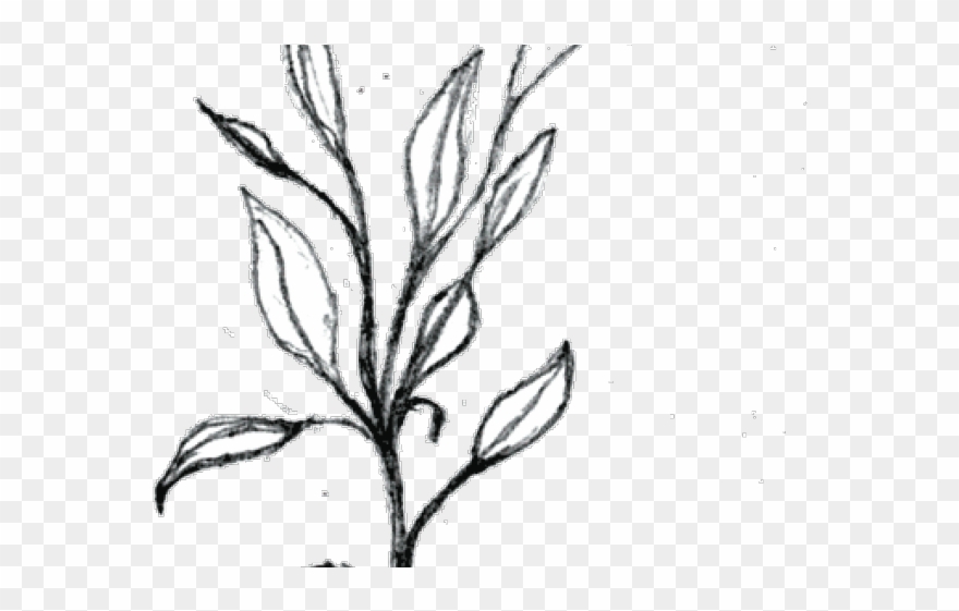Bushes Clipart Beautiful Plant - Clip Art - Png Download