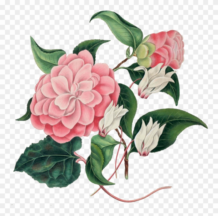 Features - Dibujos De Flores Japonesas Clipart