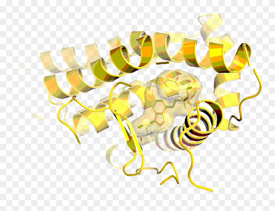Human Glucocorticoid Receptor With Bound Agonist - Receptor Clipart