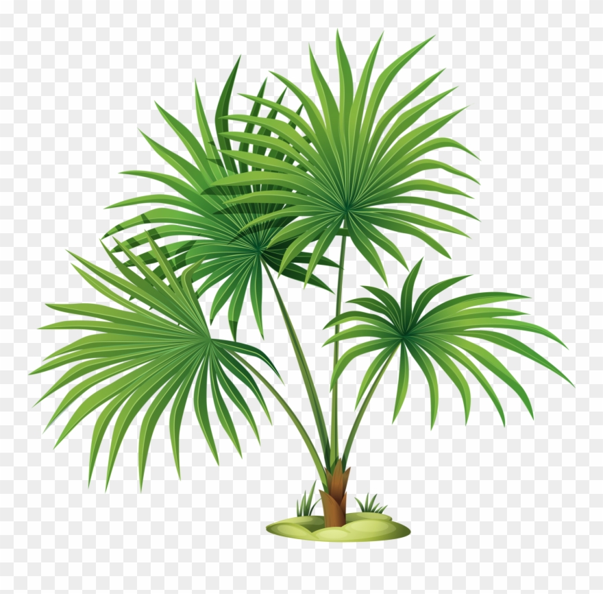 Palm Tree Leaves Clipart , Png Download Transparent Png