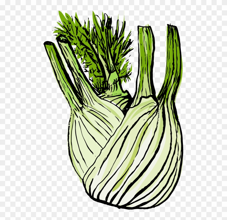 Fennel Leek Clipart (1725344) PinClipart