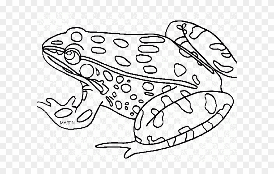 Amphibian Clipart Black And White - Amphibian Coloring Page - Png Download