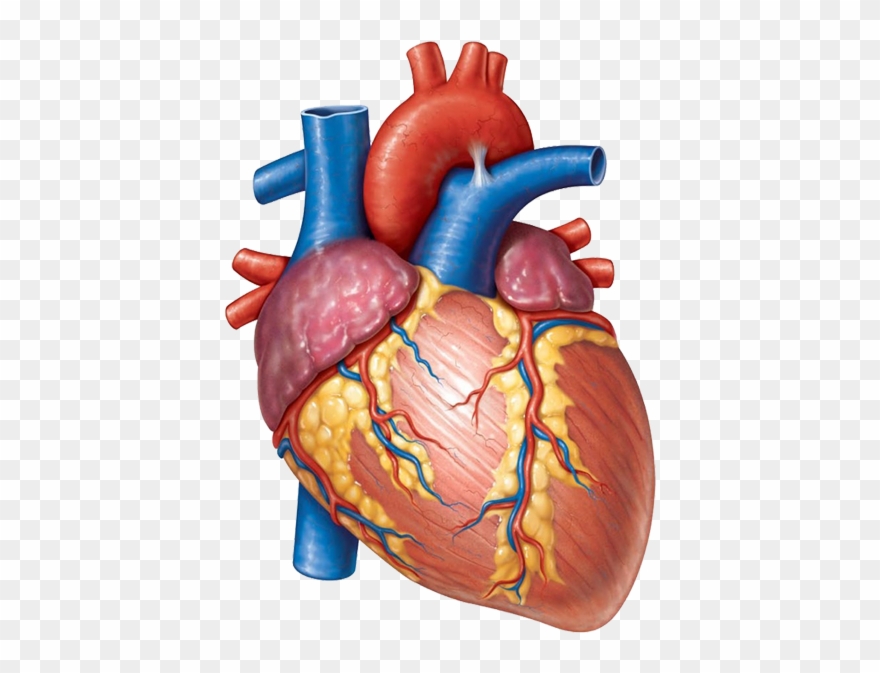 Banner-main - Shape Of Heart Anatomy Clipart
