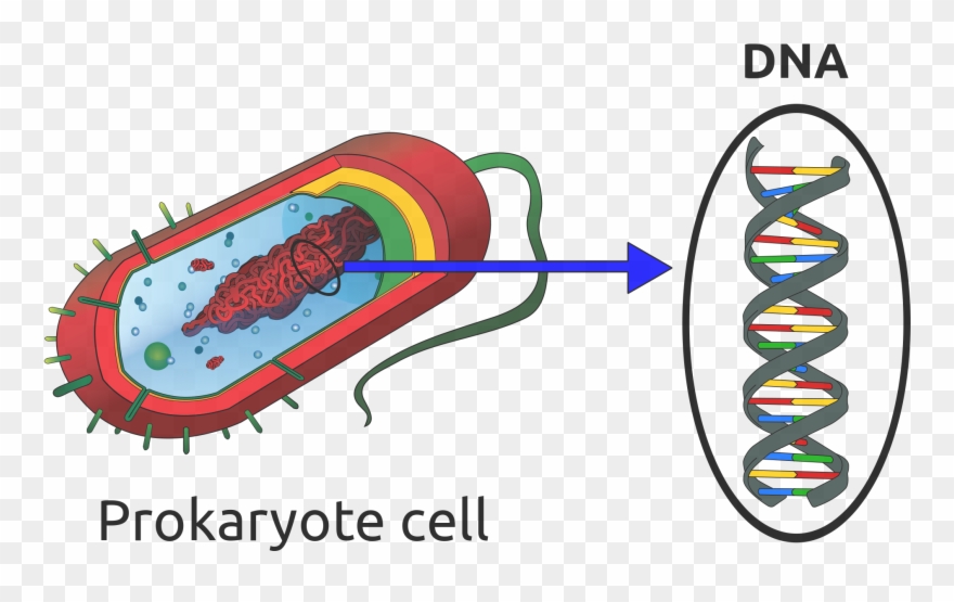 Open - Dna Prokaryotic Clipart