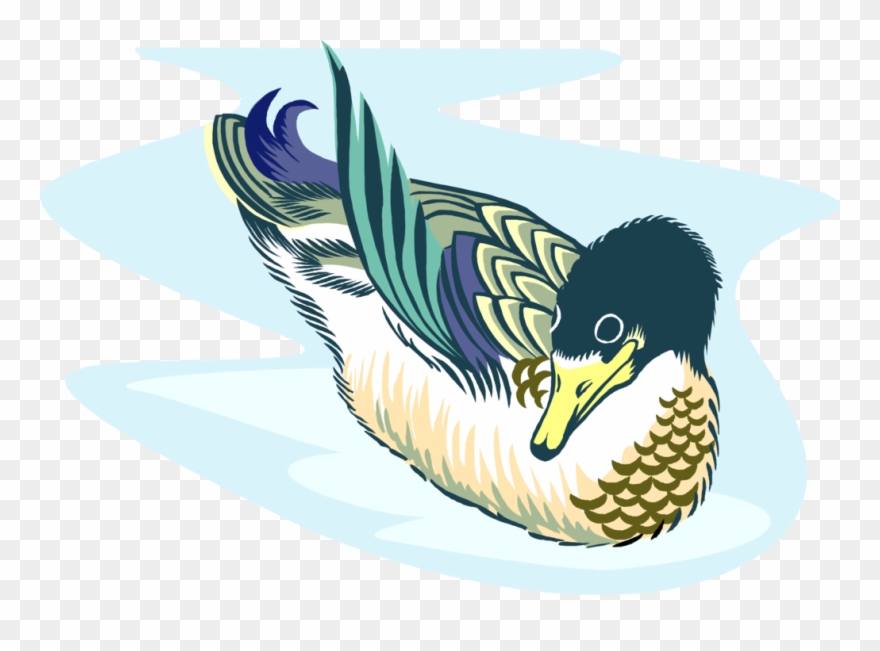 Vector Illustration Of Male Mallard Duck Swimming - Twentieth Amendment To The United States Constitution Clipart