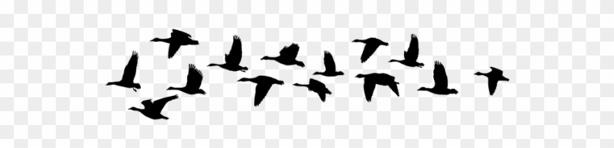 Geese - Geese - Domestic Goose Clipart