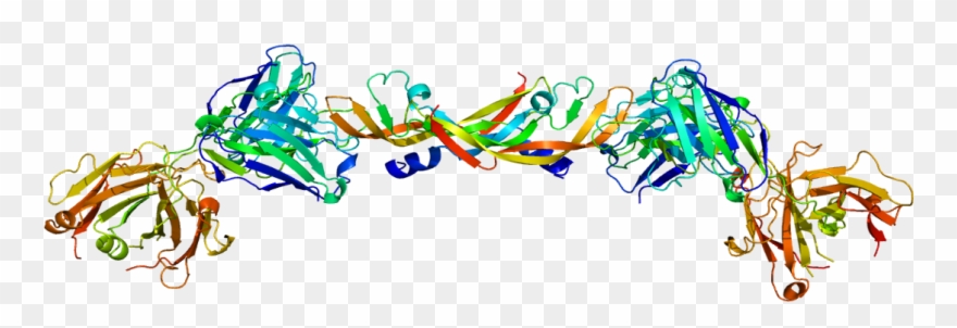 Vascular Endothelial Growth Factor Clipart