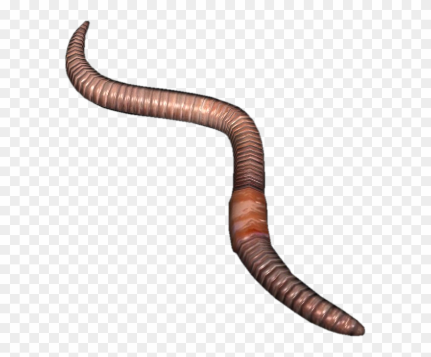 Png Earthworm Images Pluspng - Earthworm Png Clipart