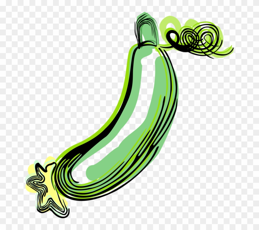 Vector Illustration Of Culinary Edible Creeping Vine - Clip Art - Png Download