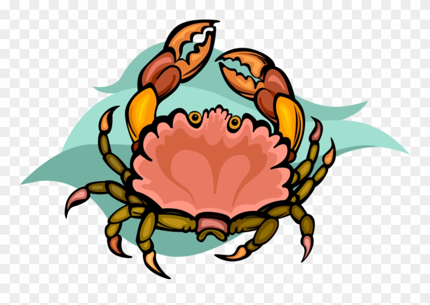 Vector Illustration Of Decapod Marine Crustacean Crab - Illustration Clipart