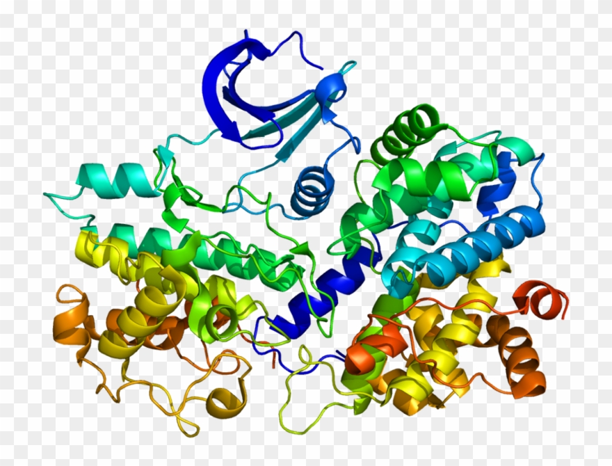 Cyclin Protein Clipart