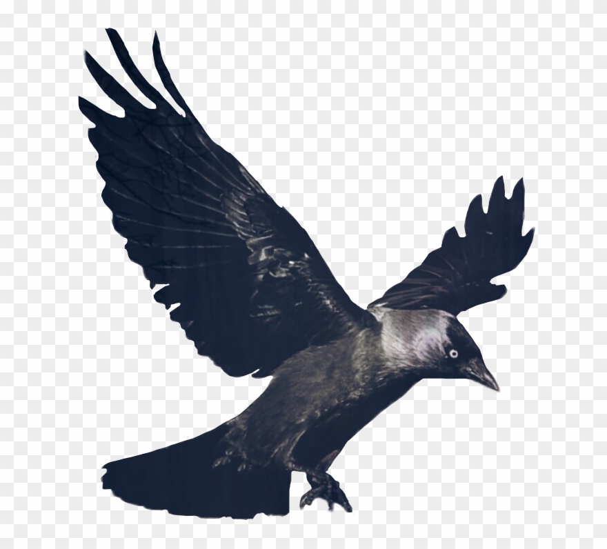 Crow Png Free Pic - Jackdaw 2 By Frank 1956 Clipart
