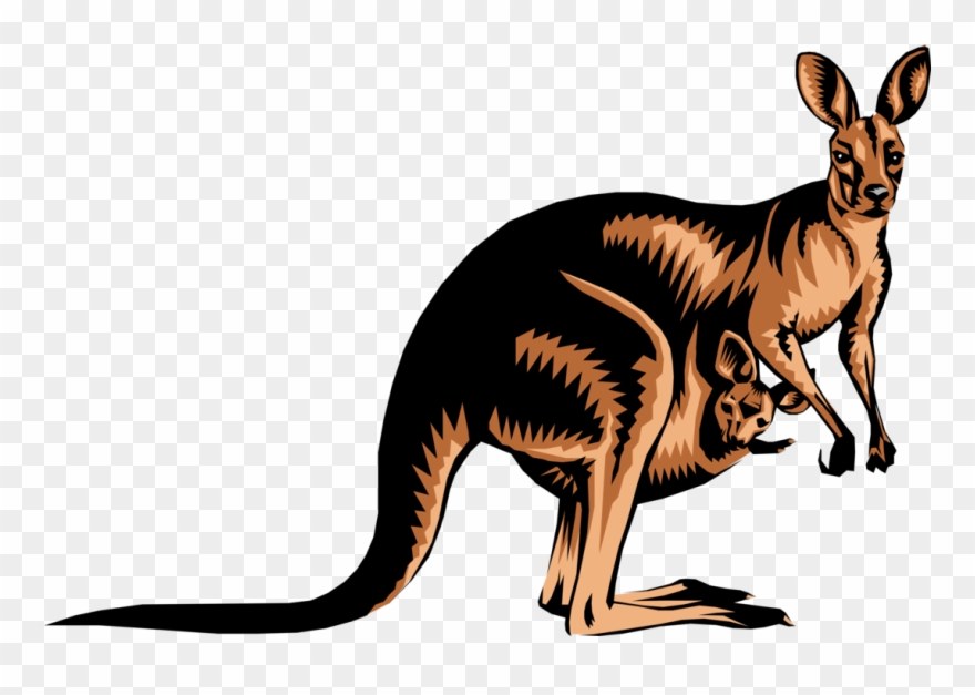 Vector Illustration Of Australian Marsupial Kangaroo - Kangaroo Clipart