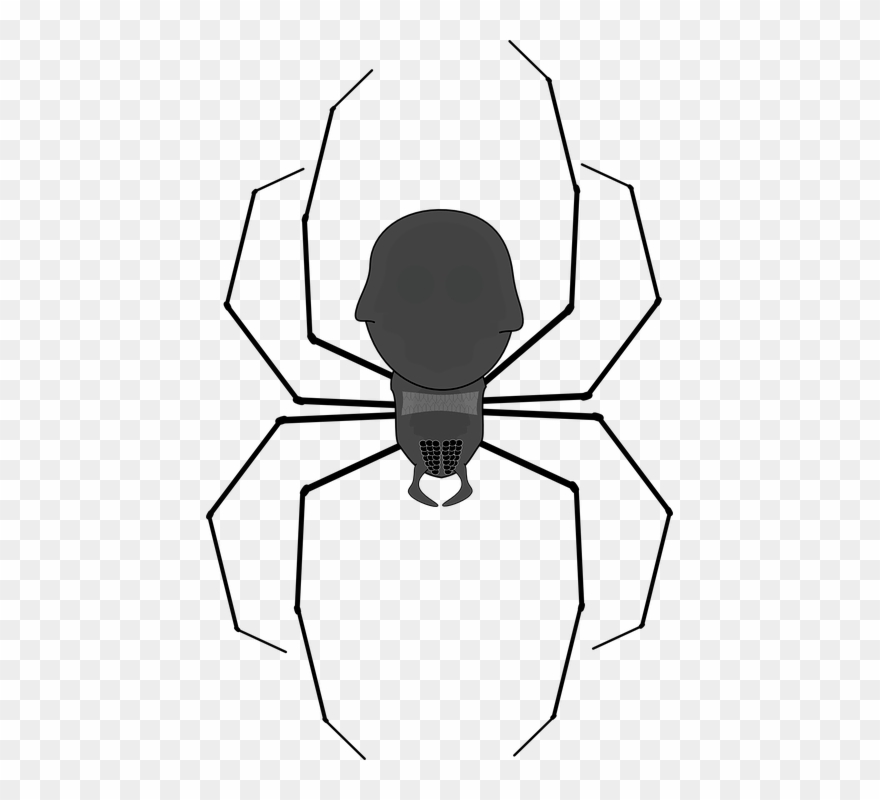 Spiderweb Cartoon 21, Buy Clip Art - Png Download