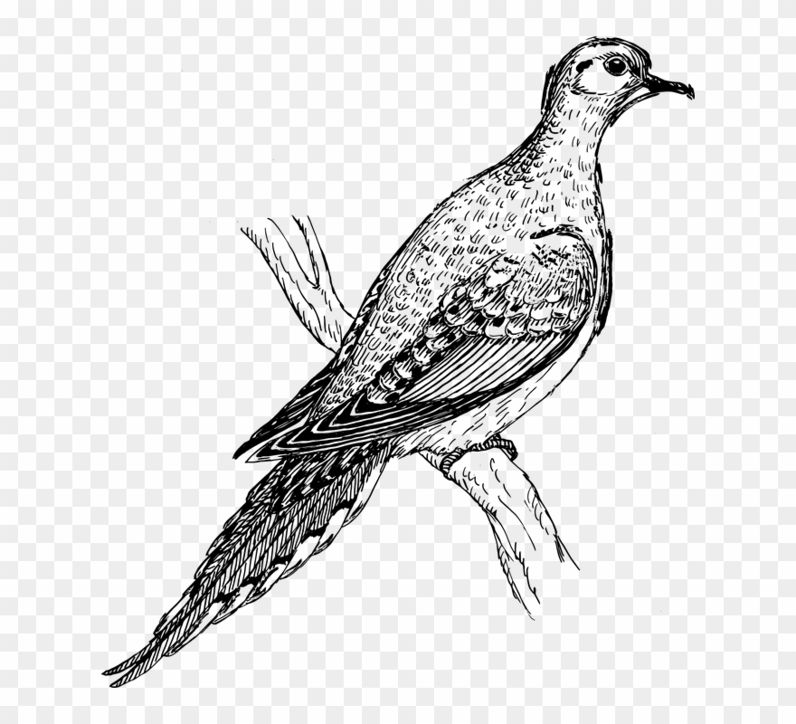 Log Clipart Gambar - Mourning Dove Clipart Black And White - Png Download