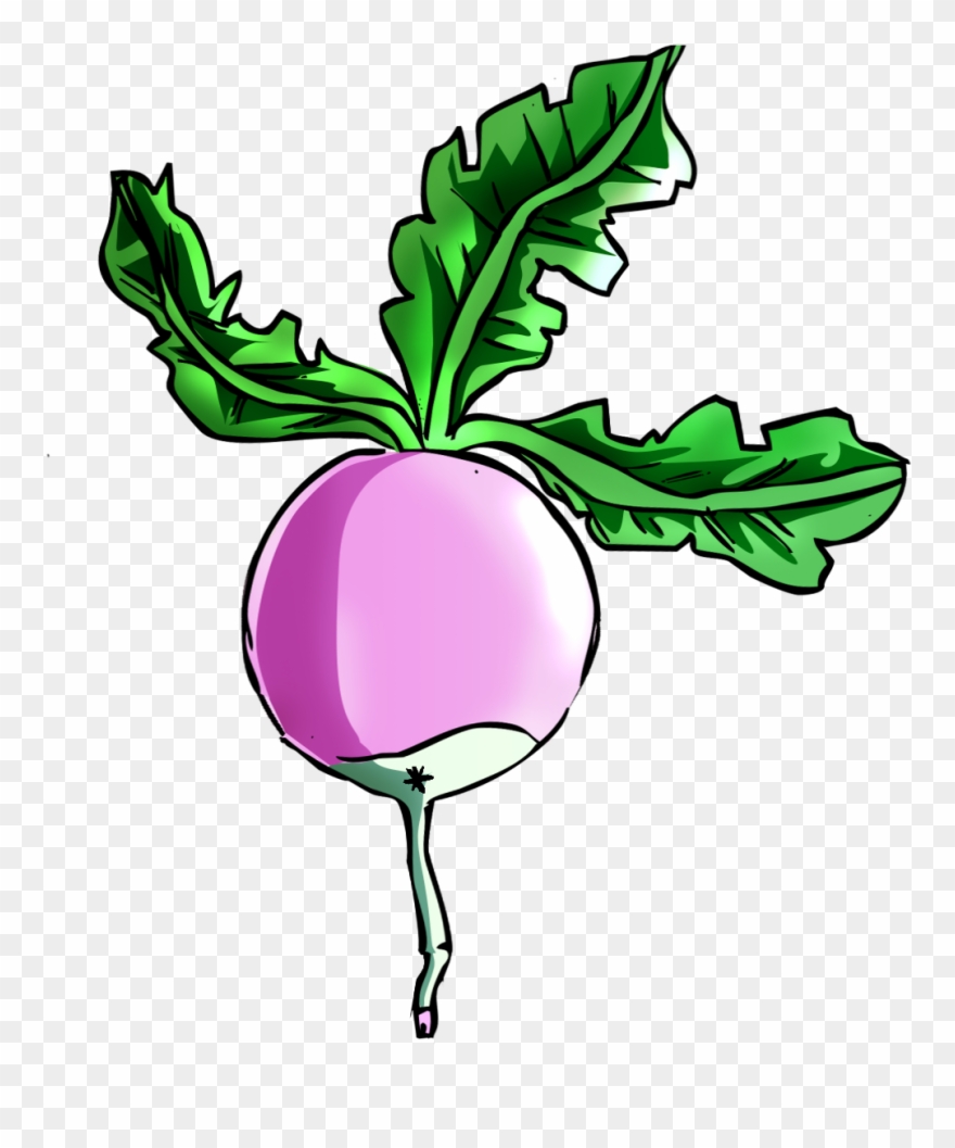 Radis Irradié Vierge - Radis Irradié Clipart