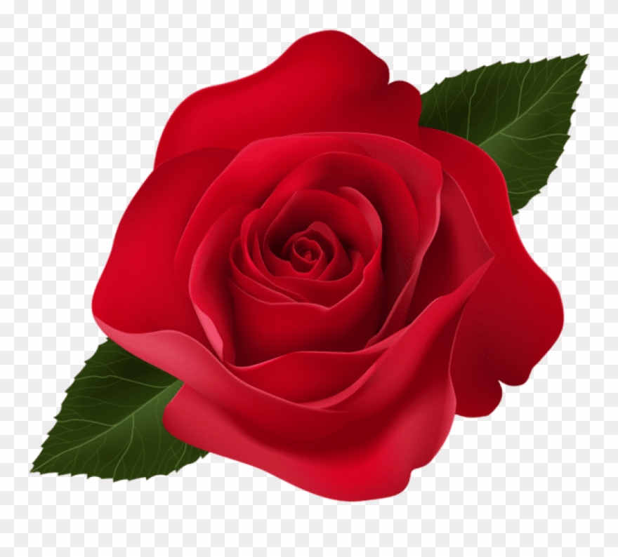 Free Png Red Rose Png Images Transparent Clipart