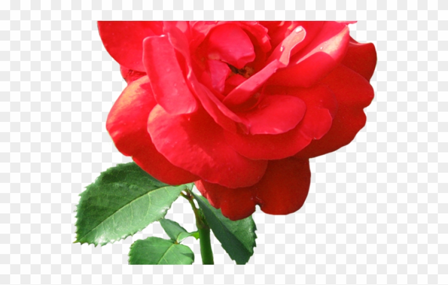 Dew Drop Clipart Transparent - Rose Clip Art - Png Download