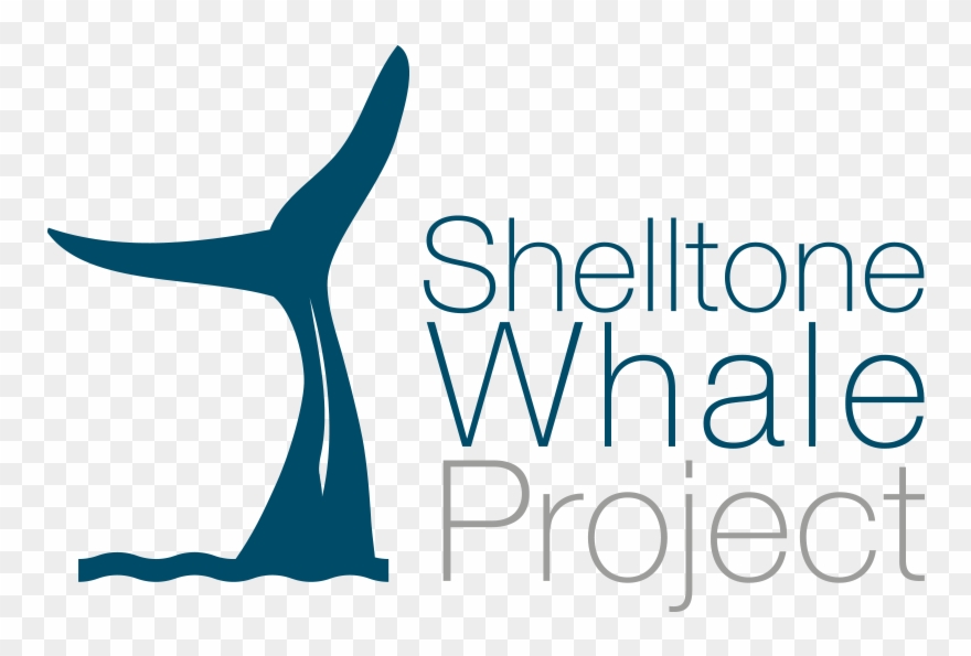 Whale, Dolphin And Sperm Whale Watching In Guadeloupe, - Bare Necessities Logo Clipart