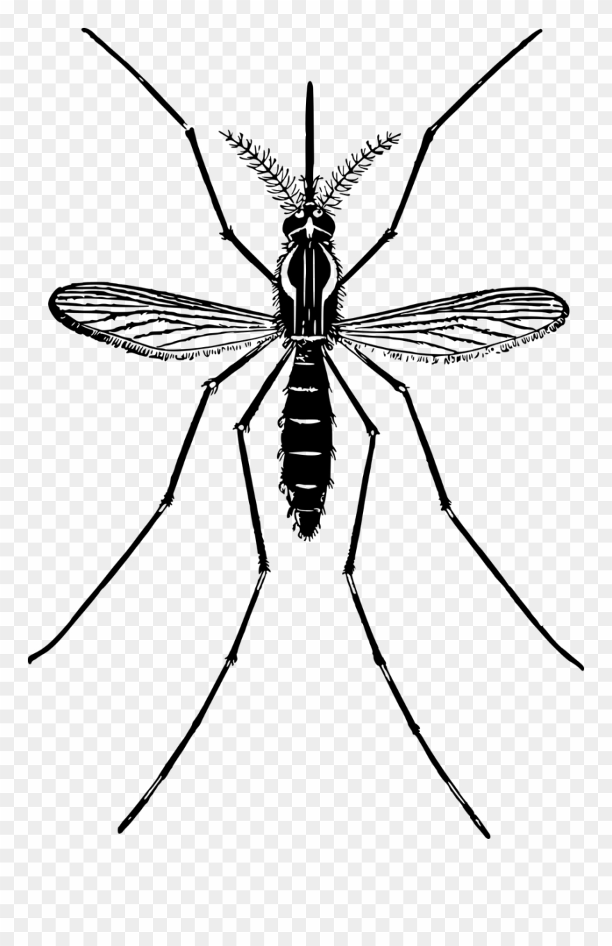 Picture Free Download Clip Art Transprent Png Free - Free Clip Art Mosquito Transparent Png
