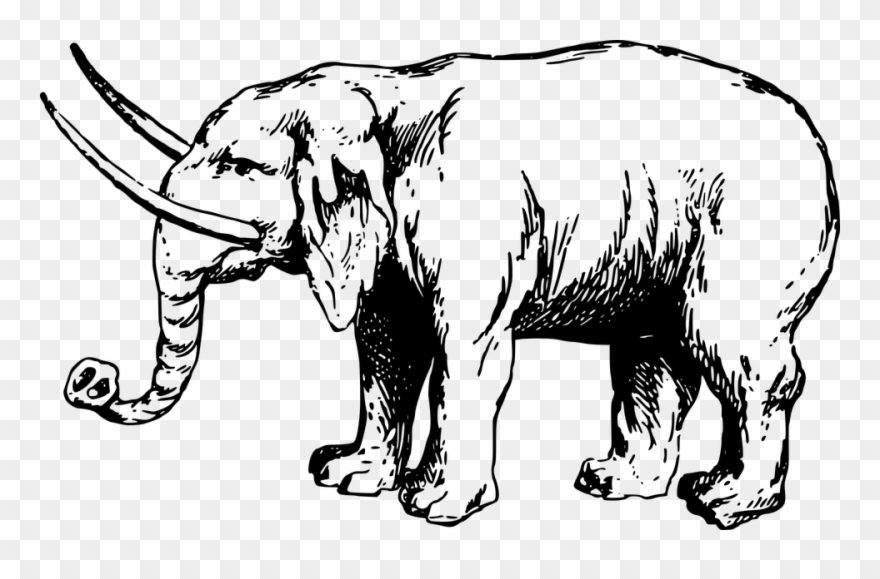 Elephant Drawing 15, Buy Clip Art - Png Download
