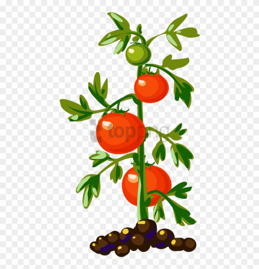 Clip Art - Food Clipart - Tomato Plant Clipart - Png Download