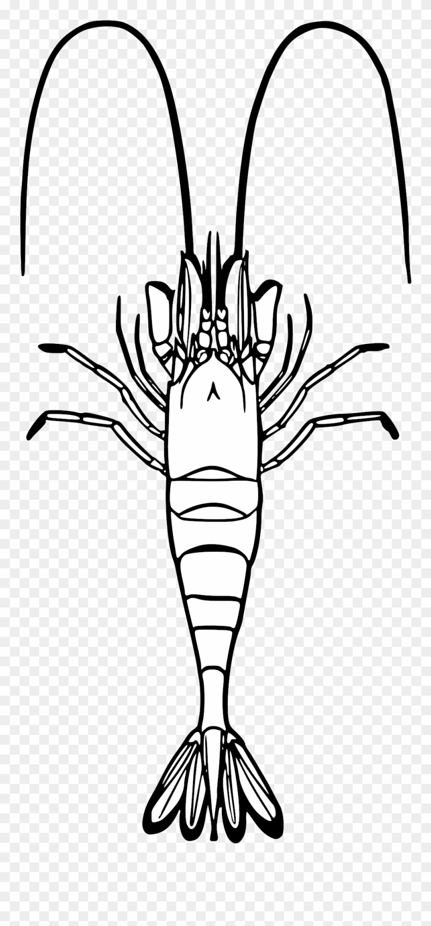 Open - Krewetka Kolorowanka Clipart