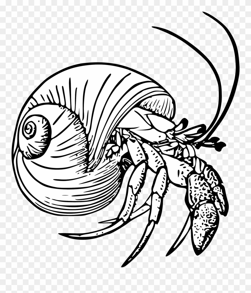 Fmib 52669 Pagurus Bernhardus, The Hermit Crab Retouched - Hermit Crab Black And White Clipart