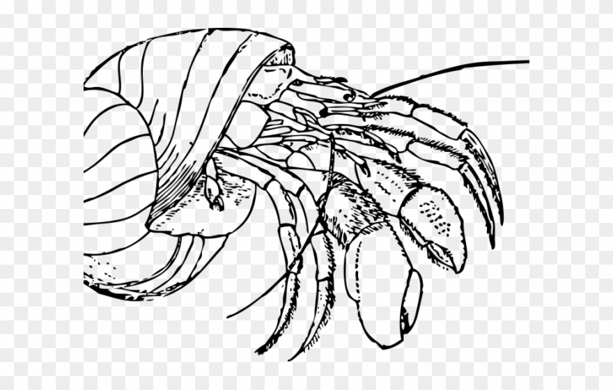 Hermit Crab Clipart Fish - Concha De Cangrejo Ermitaño - Png Download