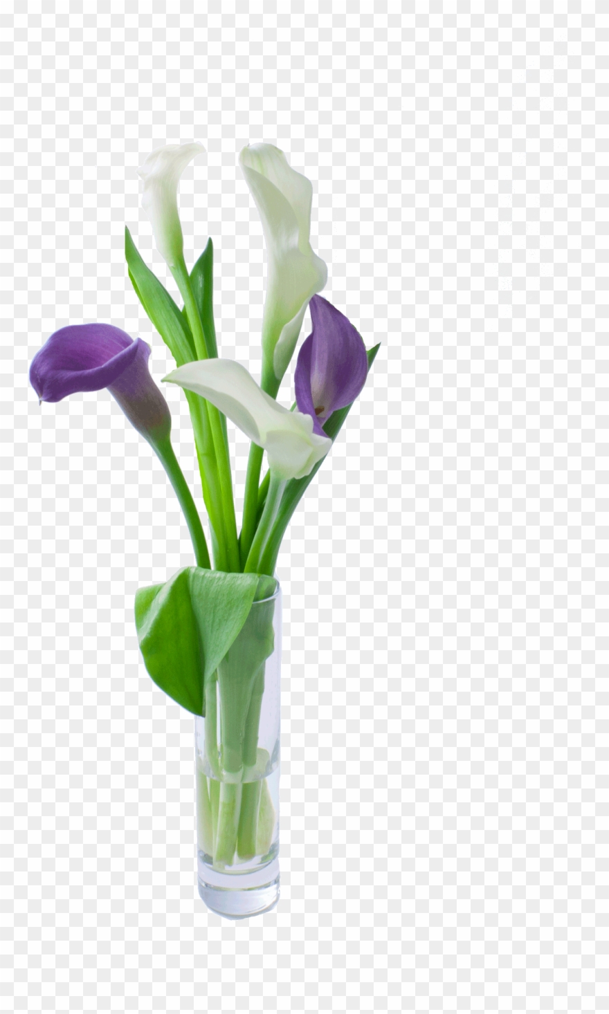 Grower Recommendations - Calla Lily Clipart