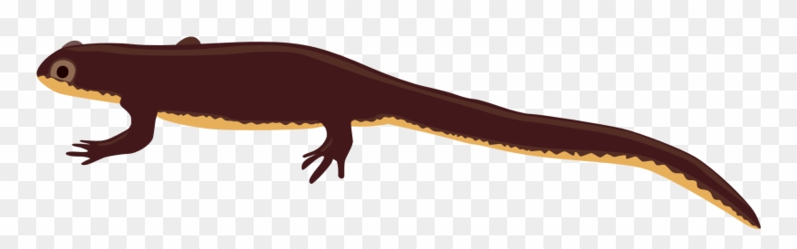 Newt Clip Art Transprent - Salamander - Png Download