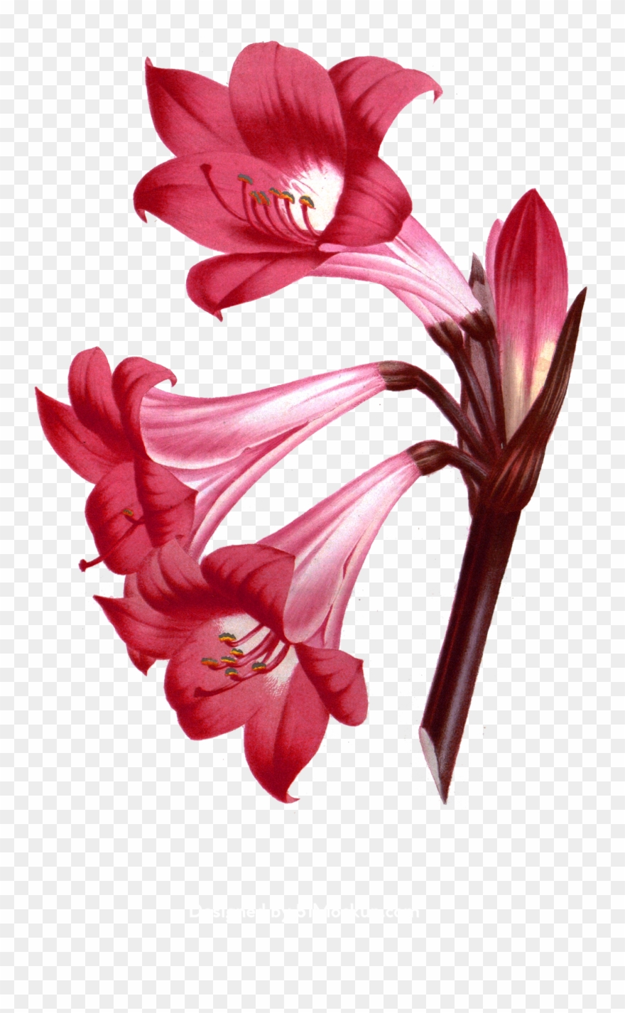 Compagnia Degli Amaryllis. Della Passione Del Vivere Clipart