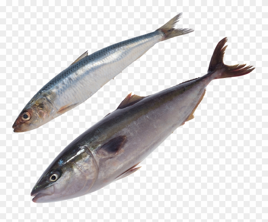 Fish Png - Food Clipart