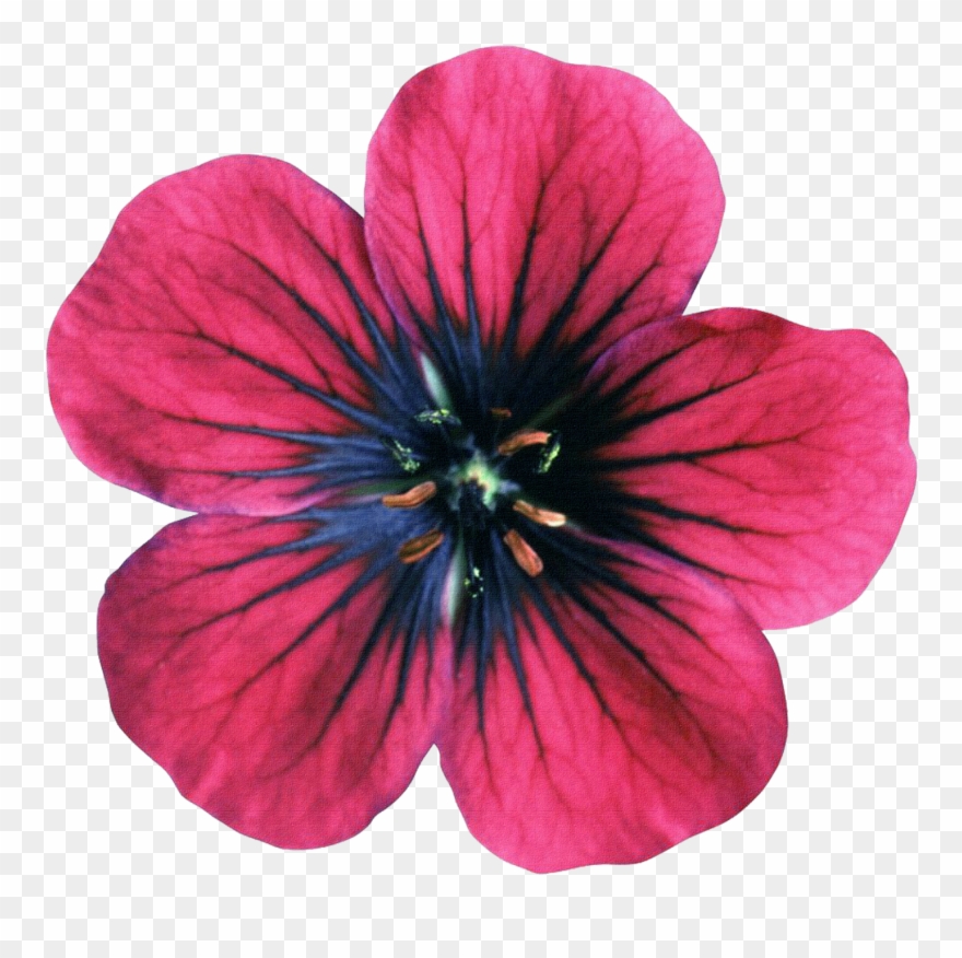 Geraniums Drawing Violet - Bright Pink Fuschia Flower 12 Standup Edible Premium Clipart